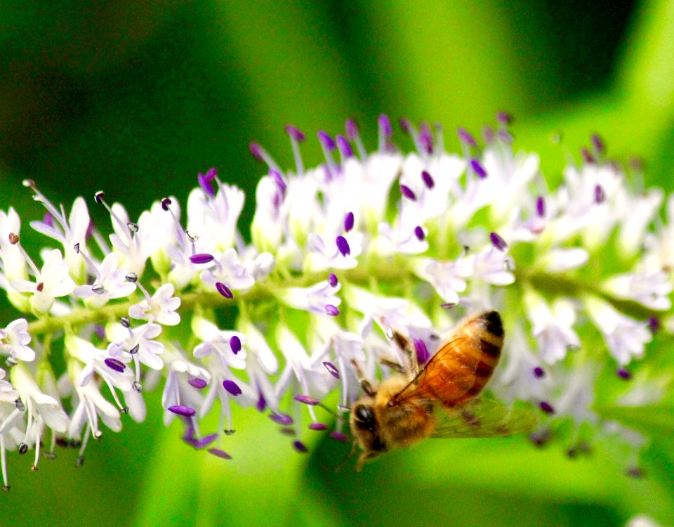 The Magic of Bees
