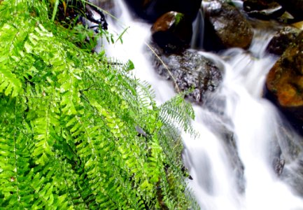 Fern and Stream Detail, Olympic National Forest