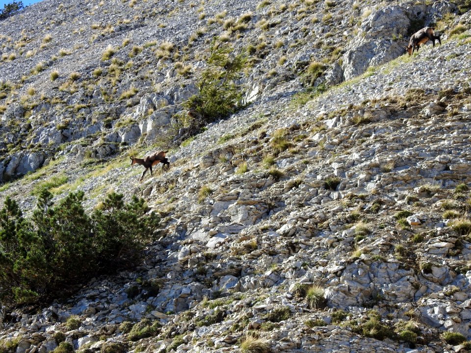 Chamois  Fontaine de Fonfiole   Mt Ventoux  nord