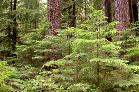 Opal Creek Old Growth with Young Trees, Willamette National Forest photo