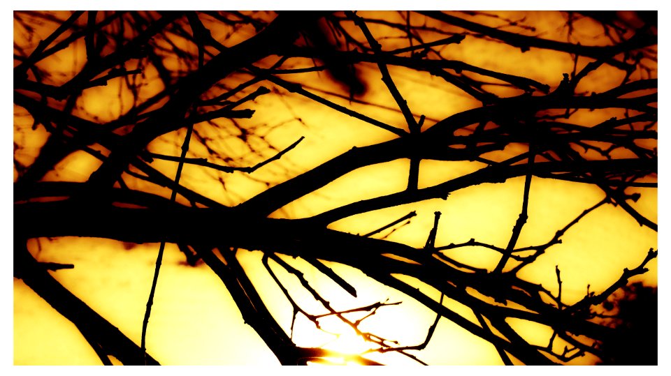 WINTER TREE GOLDEN HUE FRAMED photo