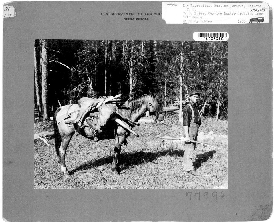 77996 USFS Hunter Bringing Deer to Billy Meadows RS, Wallowa NF, OR 1908