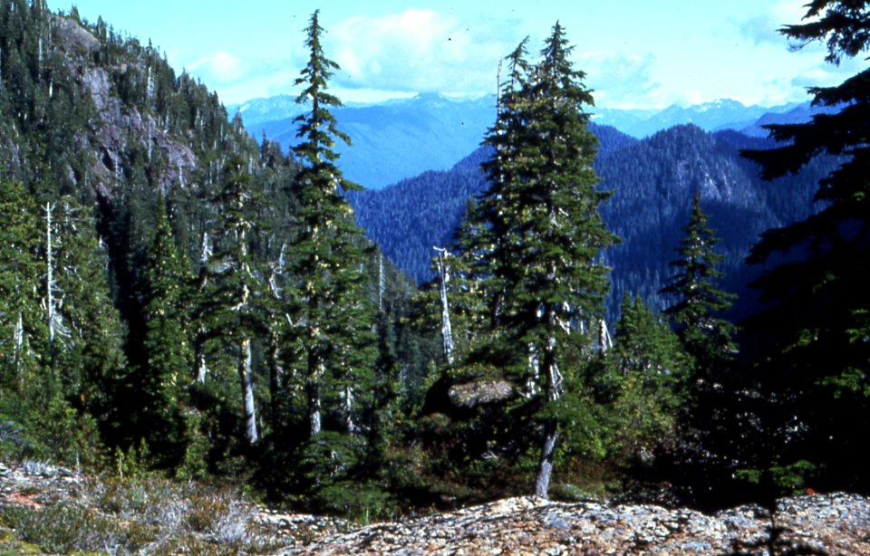 Mountains in the Colonel Bob Wilderness-Olympic