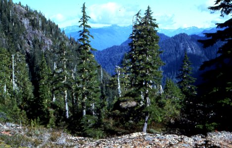 Mountains in the Colonel Bob Wilderness-Olympic photo