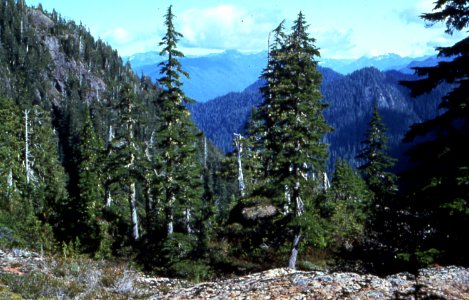 Mountains in the Colonel Bob Wilderness-Olympic
