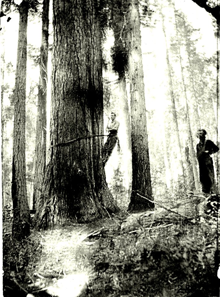 Z-1-36 stringing Forest Service telephone line 1919