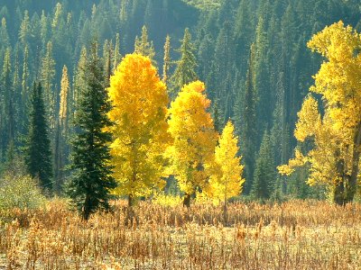 Cattails, Forests and Fall Color, Wallowa Whitman National Forest photo