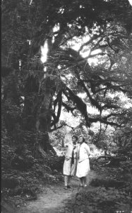 115- On the trail up Quinault. The great humidity gives life to heavy moss which occasionally is a bad fire meance. August, 1927 photo