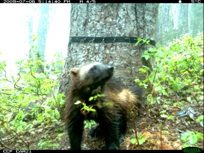 An Elusive Wolverine Looks up at the Feeding Area