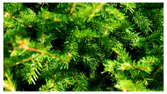 XMAS TREE FRAMED