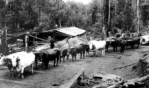 32575 Logging with Ox Teams, Hoquiam, WA 1902