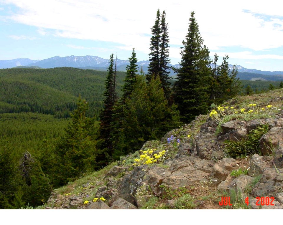 Yellow and Blue Wildflowers on Cliffside, Wallowa-Whitman National Forest photo