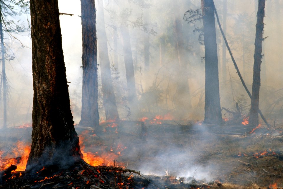 469 Prescribed fire burn, Colville National Forest
