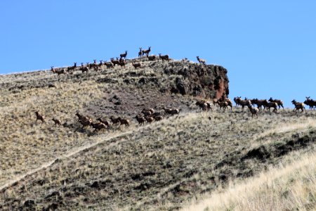 Roosevelt Elk Herd on Bluff, Wallowa-Whitman National Forest