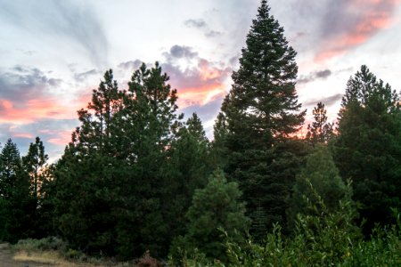 Pine Grove at Sunset-Fremont Winema photo
