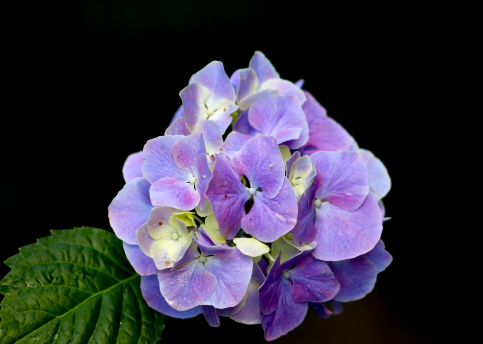 hydrangea delight in purple