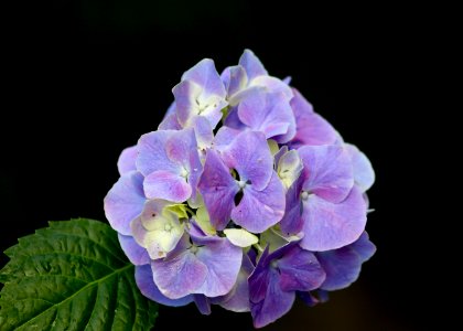 hydrangea delight in purple
