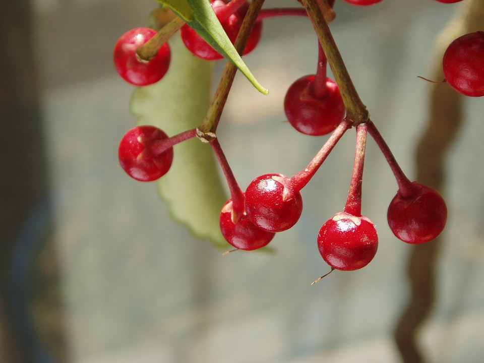 Red ardisia cren ata fruit trees
