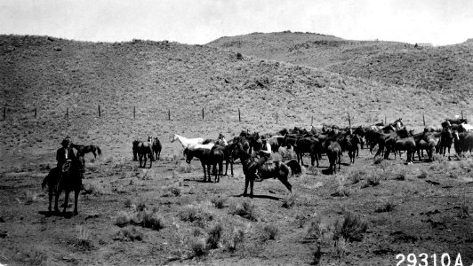 23910A Horses from NF Ranges for WWI in Europe, Malheur NF, OR 1916.JPG