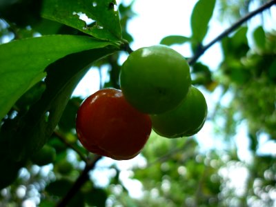Malpighia glabra L. semeruco1