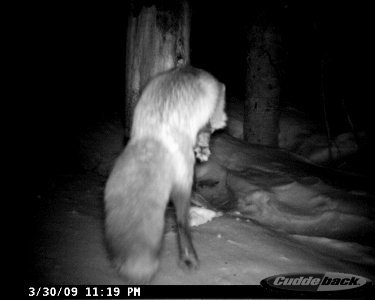 A Fox Caught Eating at Night-Unknown photo