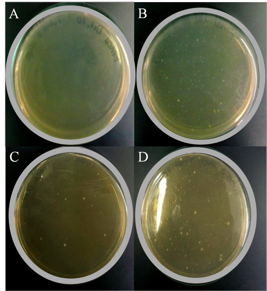 Cepas cultivadas en medio Luria-Bertani con extracto de parchita