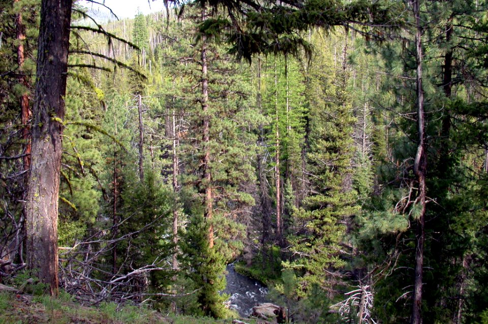 Umatilla NF Desolation Creek001