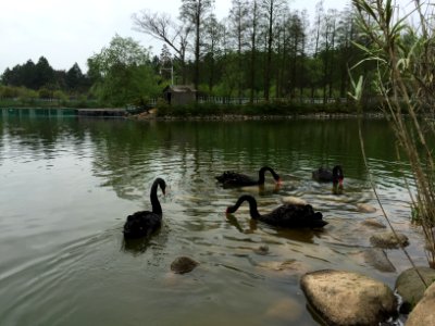 鄱陽湖濕地公園～江西省China