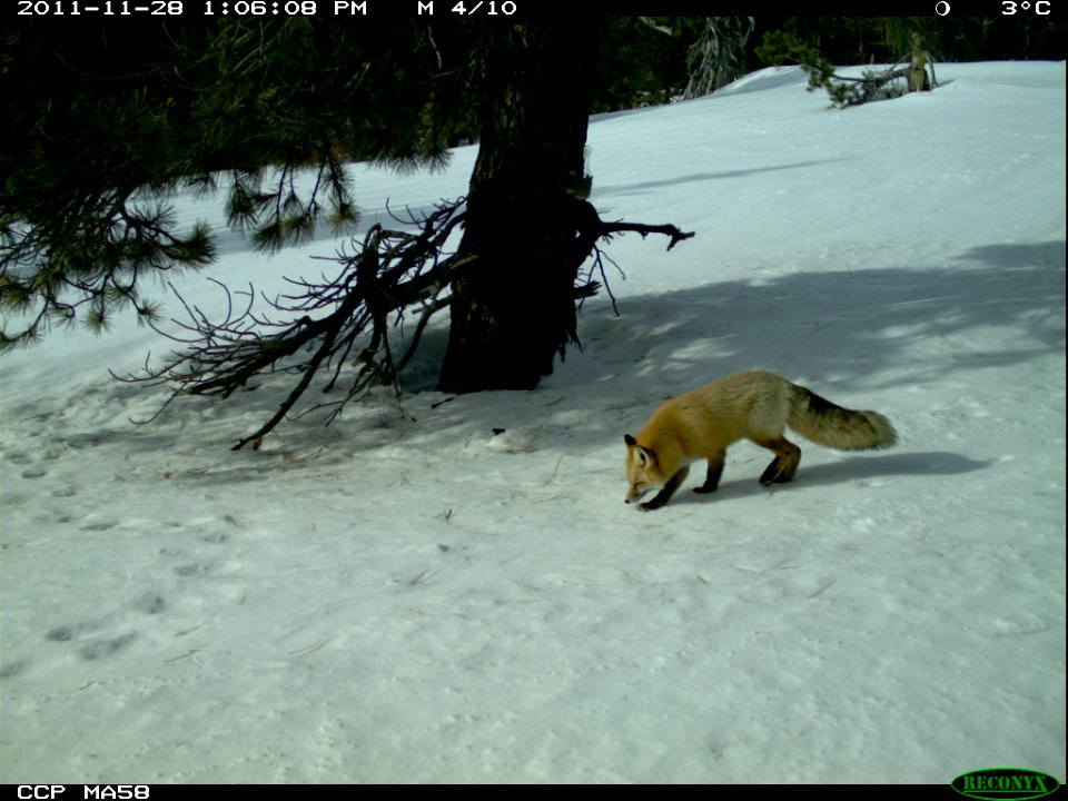 A Red Fox Wanders with Nose to the Ground-Unknown