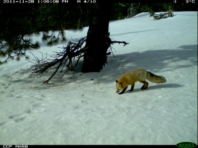 A Red Fox Wanders with Nose to the Ground-Unknown