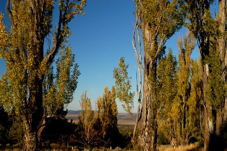 McCoin Orchard on the Crooked River National Grassland-Ochoco photo