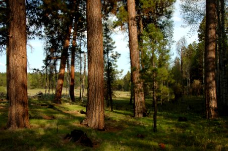 Pine and Aspen Stand at Logan Valley-Malheur