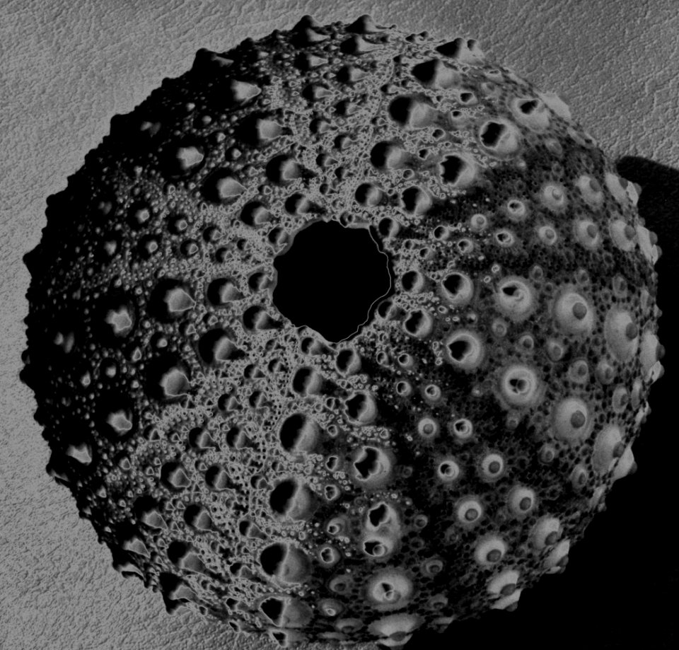 sea urchin test (shell), solarized