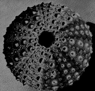 sea urchin test (shell), solarized photo