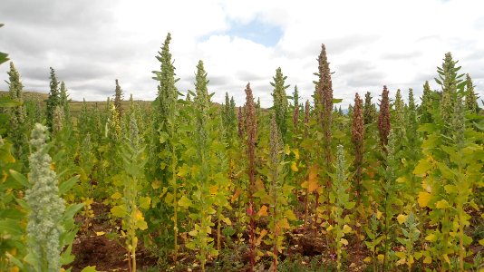 Plantas de quinua 3