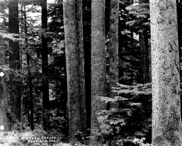 190 Spruce Stand