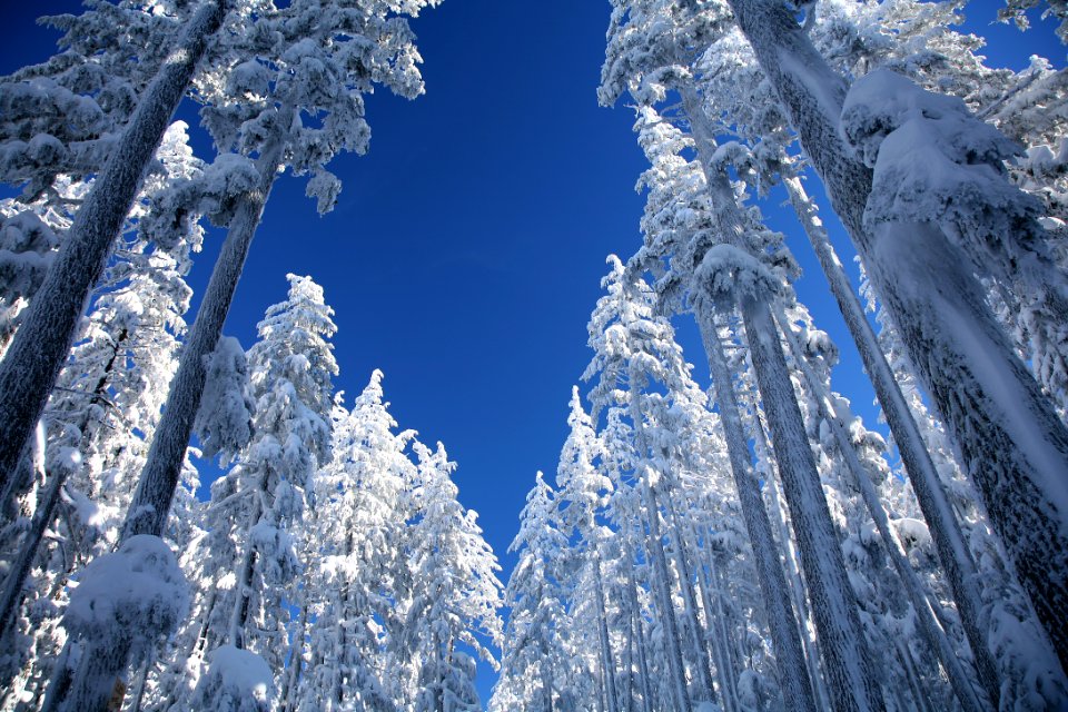 Snowy Forest on Mt Bachelor-Deschutes