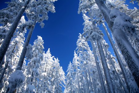 Snowy Forest on Mt Bachelor-Deschutes photo