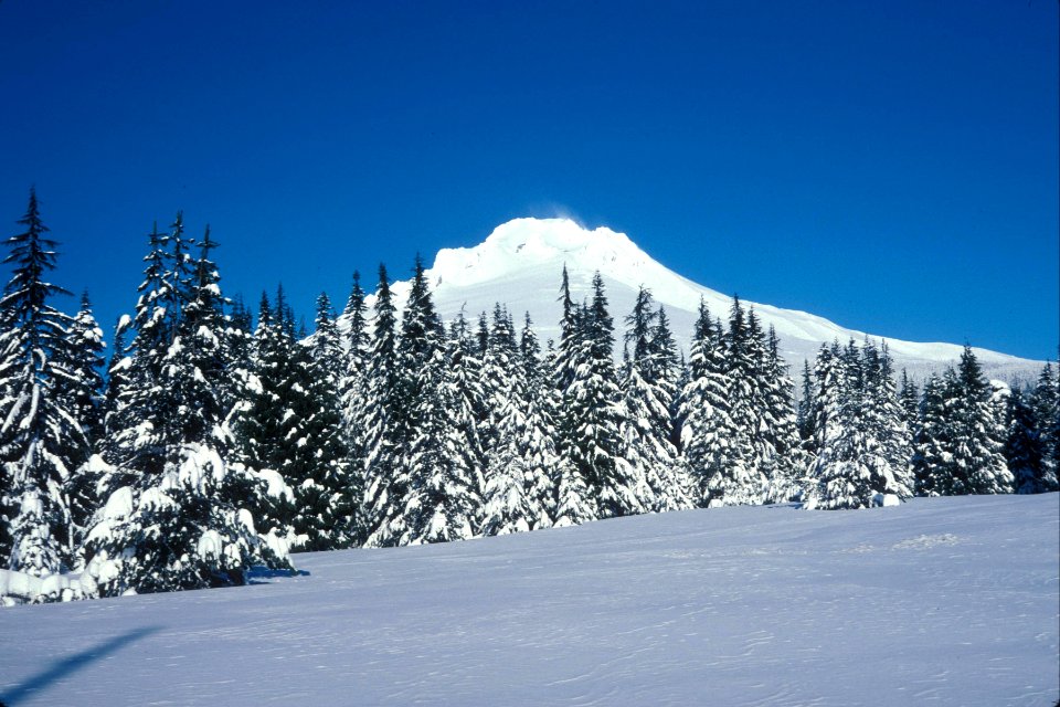 Winter Forest and Mt Hood, Mt Hood National Forest