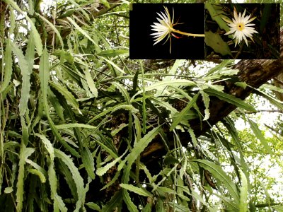 Epiphyllum hookeri
