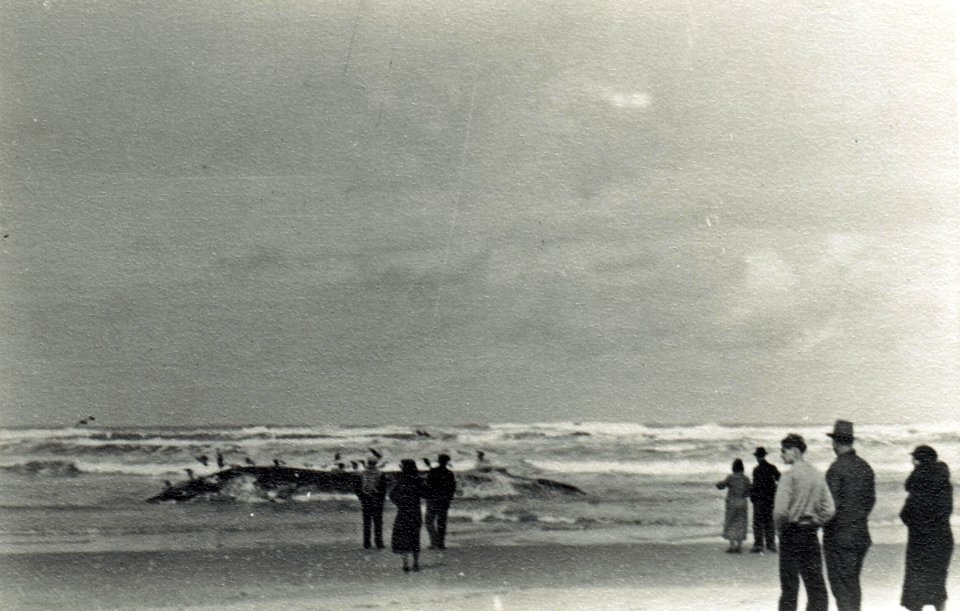 Dead Whale Washed Ashore.  Siuslaw NF, OR c1935