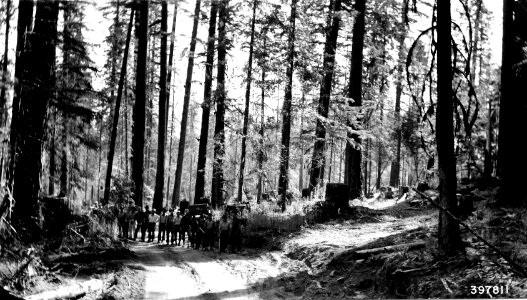 397811 Flying 20 Fire Line Training, Willamette NF, OR 1940