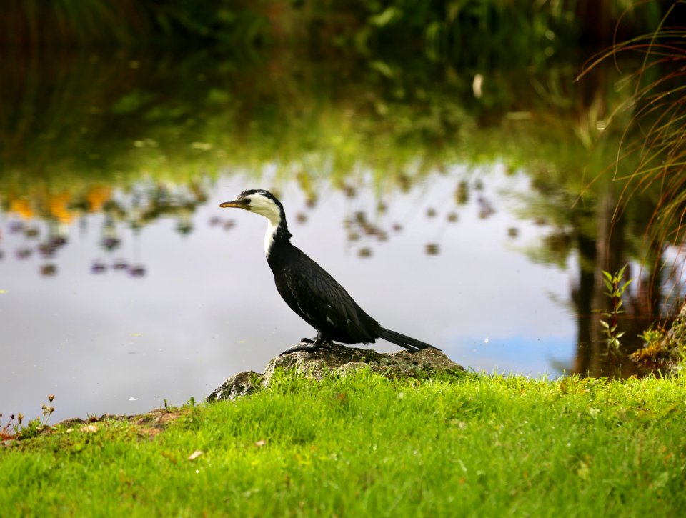 Litte Shag, Rotorua Gardens,reflects on time