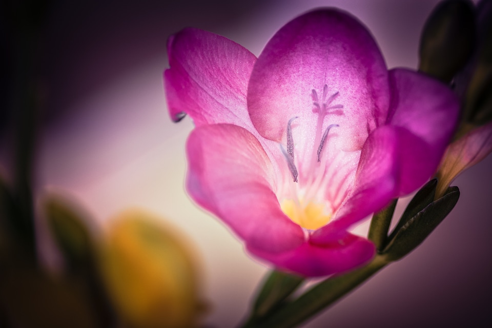 Bloom purple flower nature