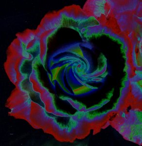 rose, color solarized photo