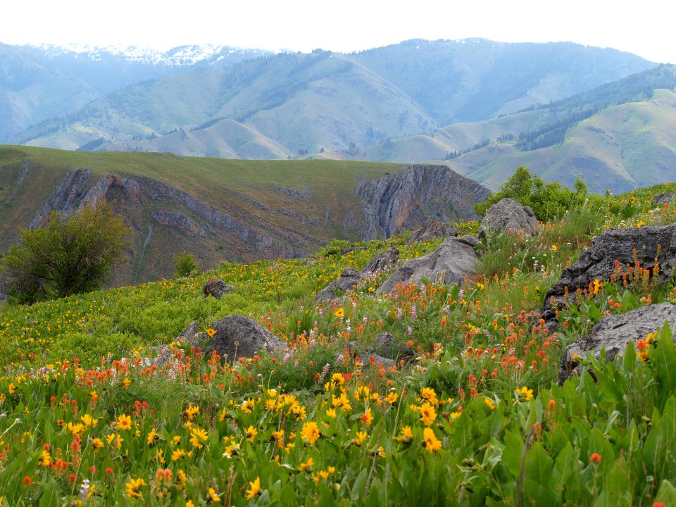 Wildflower Field by Hells Canyon, Wallowa-Whitman National Forest photo