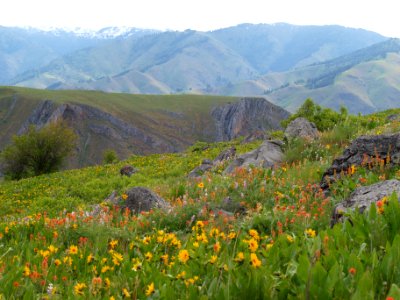 Wildflower Field by Hells Canyon, Wallowa-Whitman National Forest photo