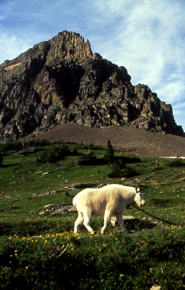 Mountain Goat in Alpine Field, Olympic National Forest