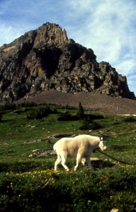 Mountain Goat in Alpine Field, Olympic National Forest photo