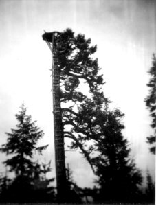 Y-3-39.1 Huckleberry Mtn. LO tree, ca. 1955 (at 160)
